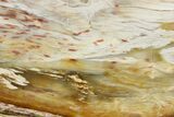 Polished Petrified Wood Slab - Washington #277122-1